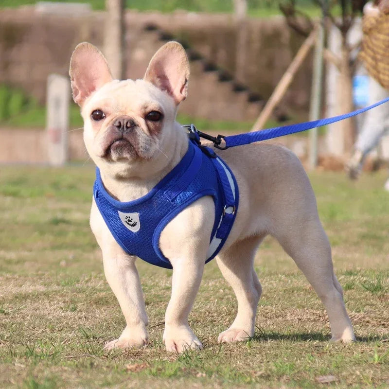 Dog & Cat Harness With Leash