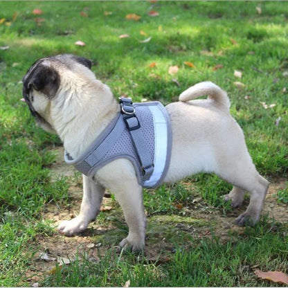 Dog & Cat Harness With Leash